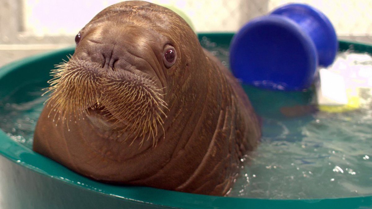 Ластоногий Дельфин