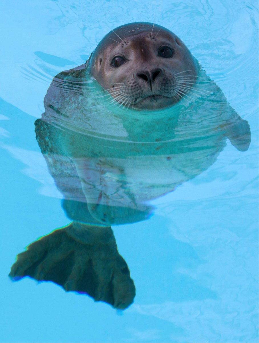 Seal морские котики