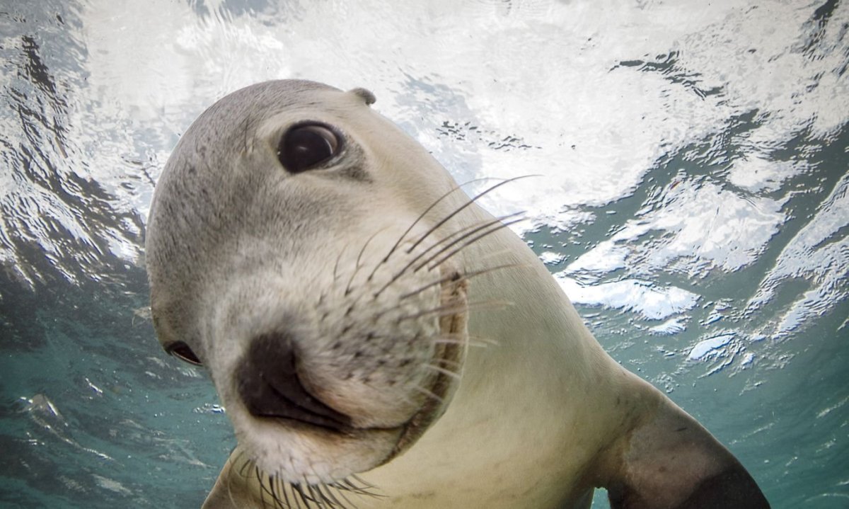 Морской котик смешной