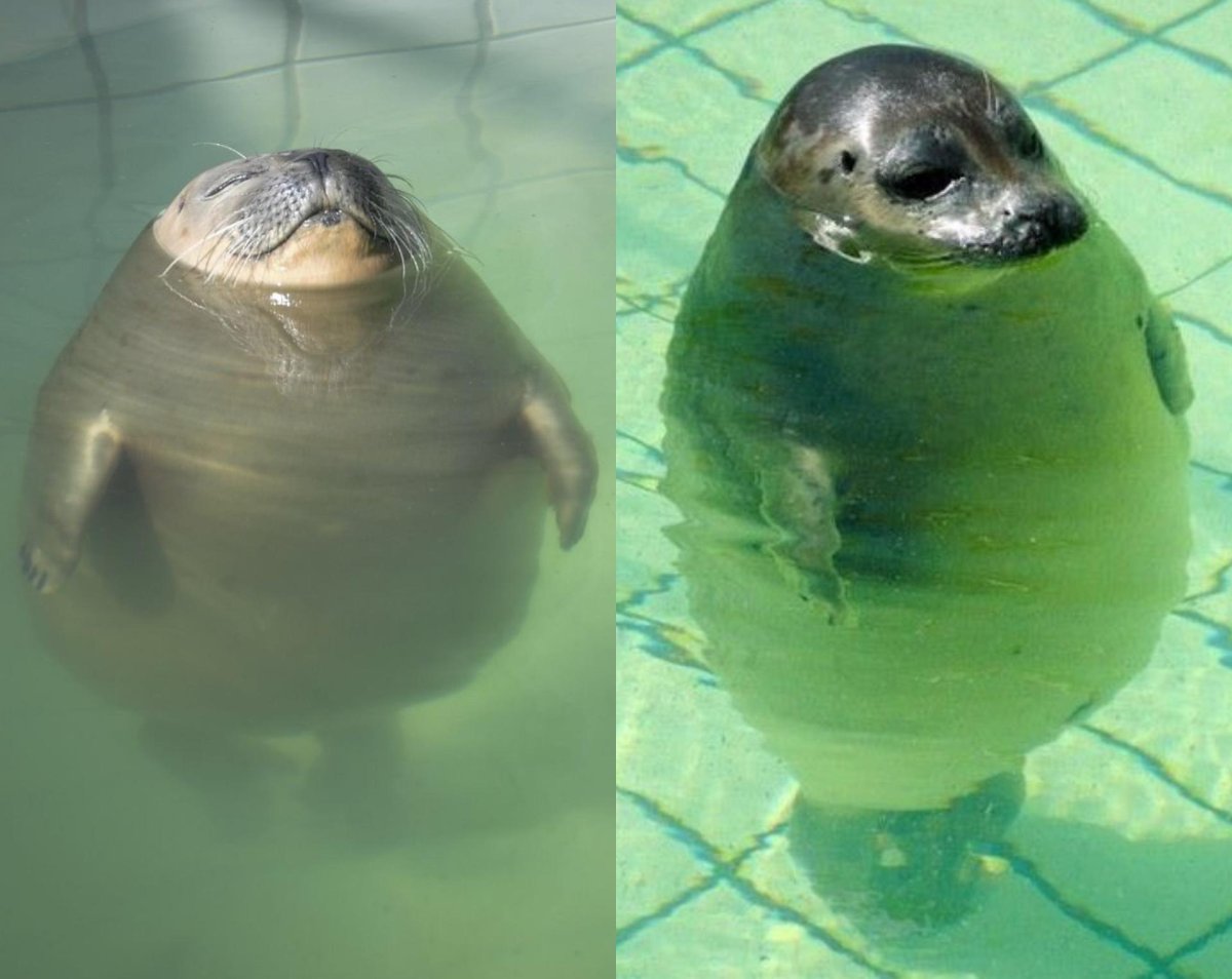 Тюлень плачет