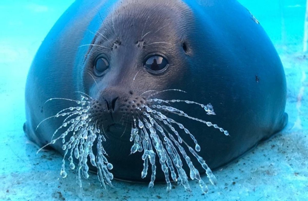 Морской тюлень Нерпа