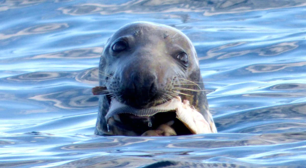 Тюлень Бодрум