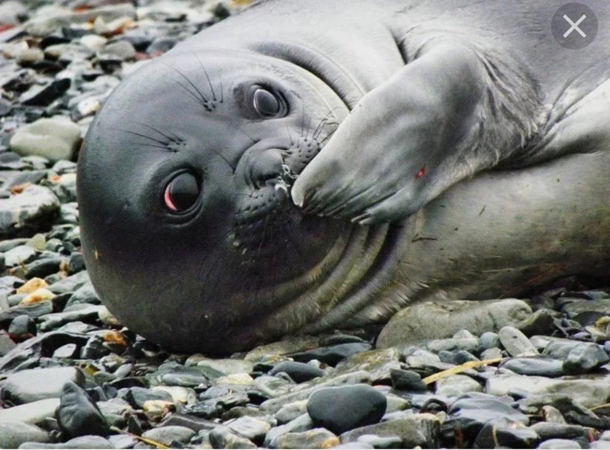 Морской котик в бассейне