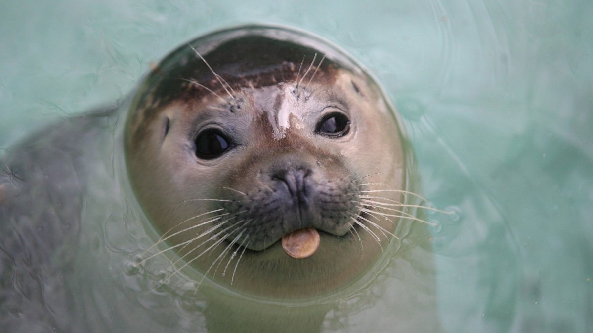 Когда умеешь плавать