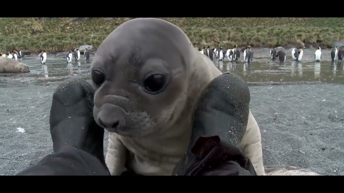 Умный тюлень