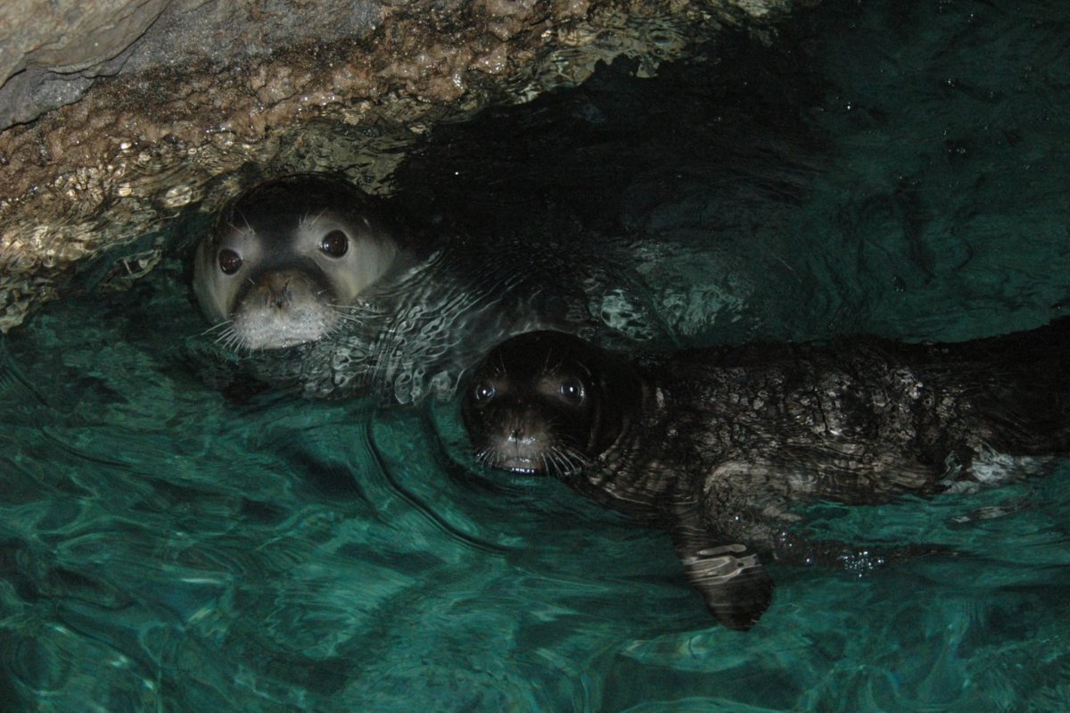 Собака купается в бассейне