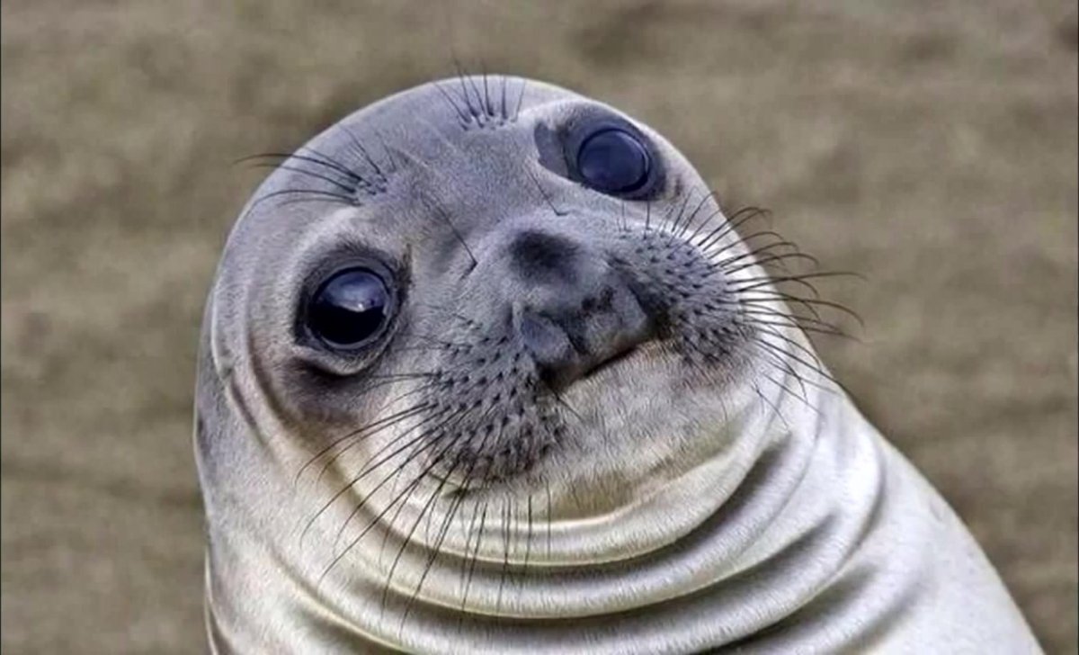 Грустный тюлень