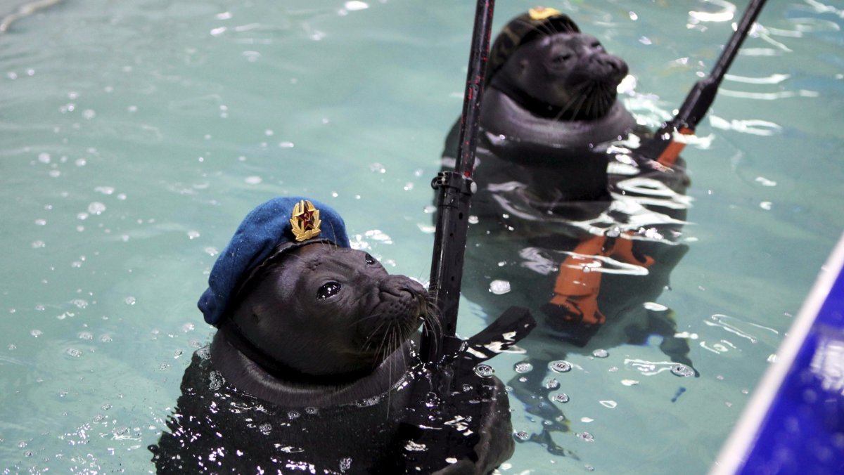 Балтийская Нерпа Крошик