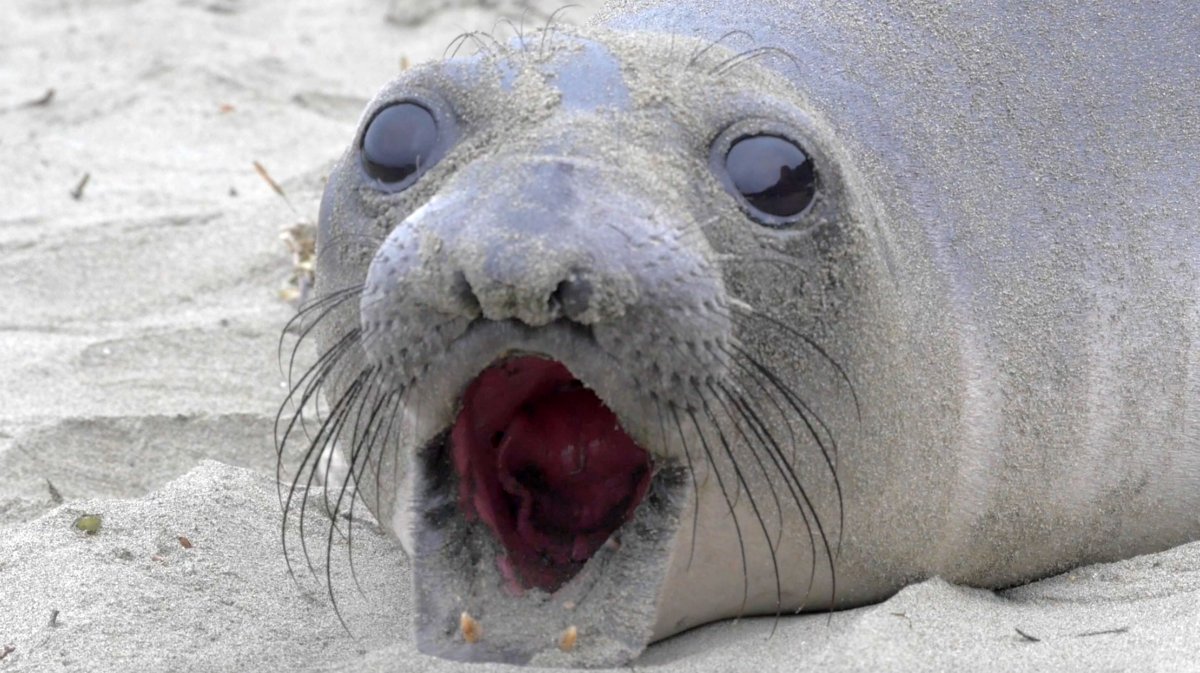 Тюлень с автоматом