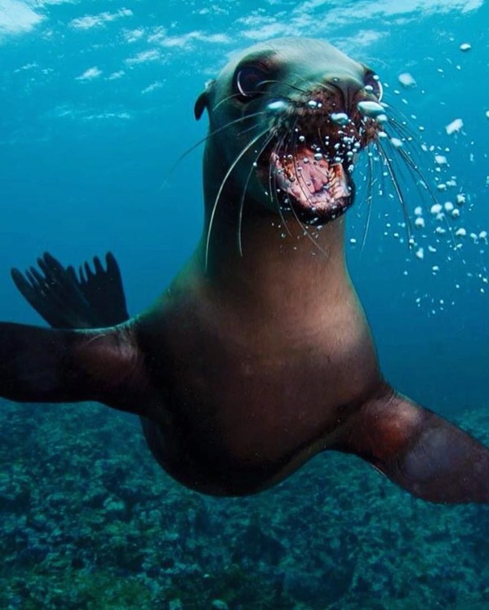 Тюлень в воде