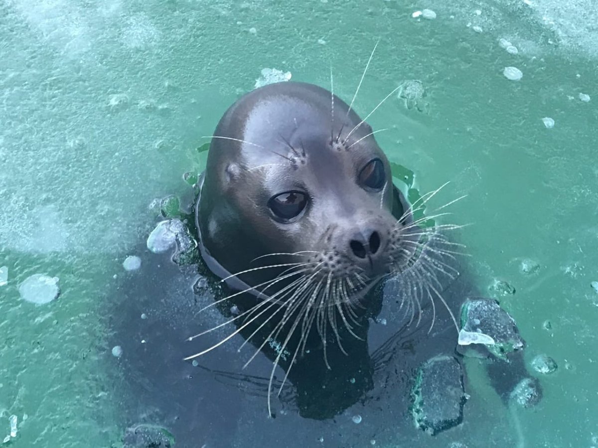 Толстый тюлень в воде