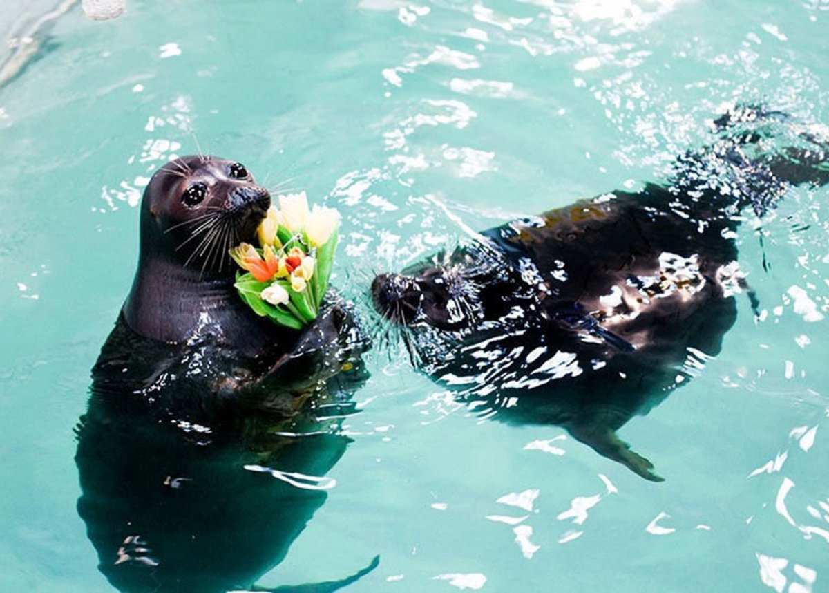 Южноафриканский морской Лев