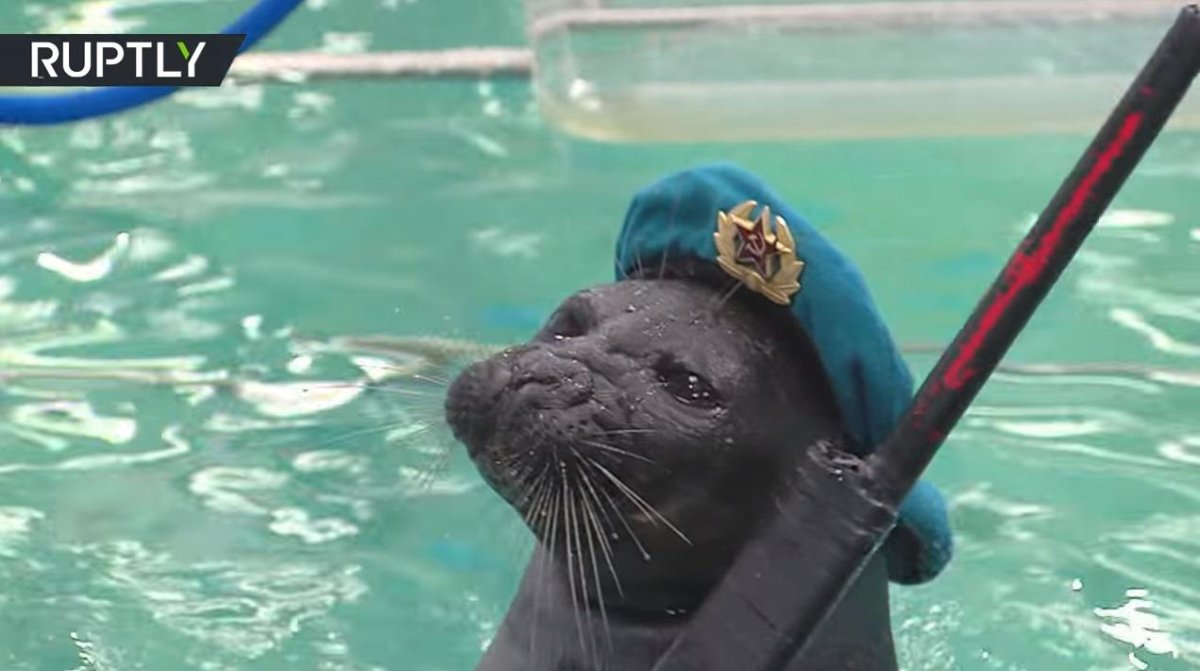 Мопс тонет в бассейне