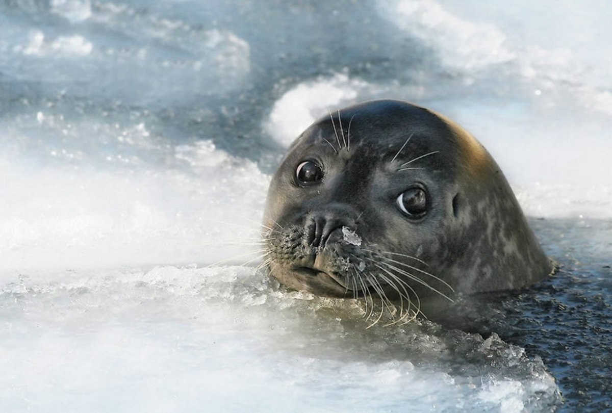 Байкальская Нерпа на белом фоне