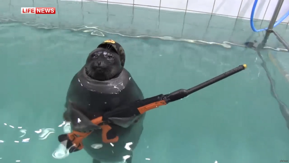 Толстый тюлень