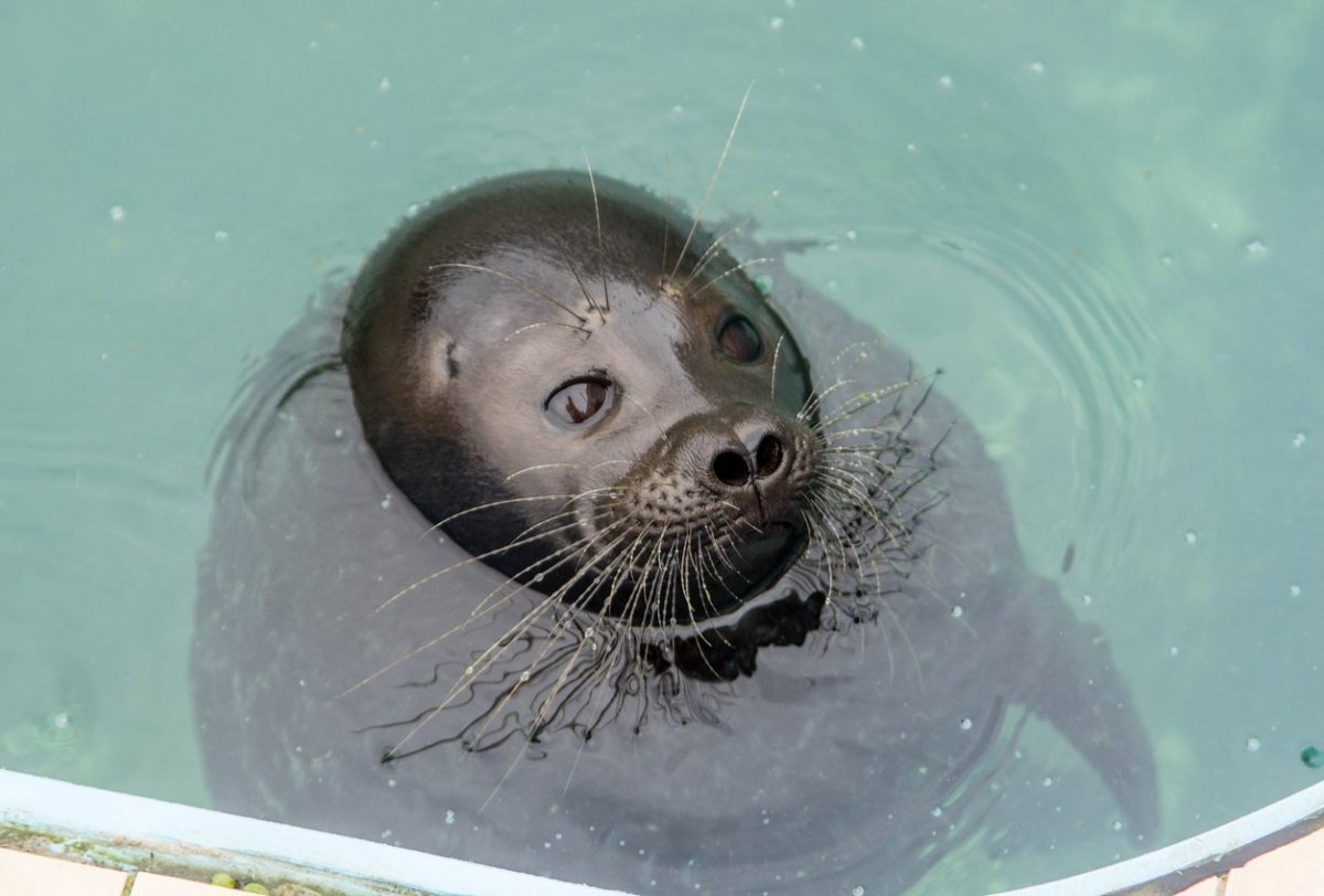 Тюлень Мономах