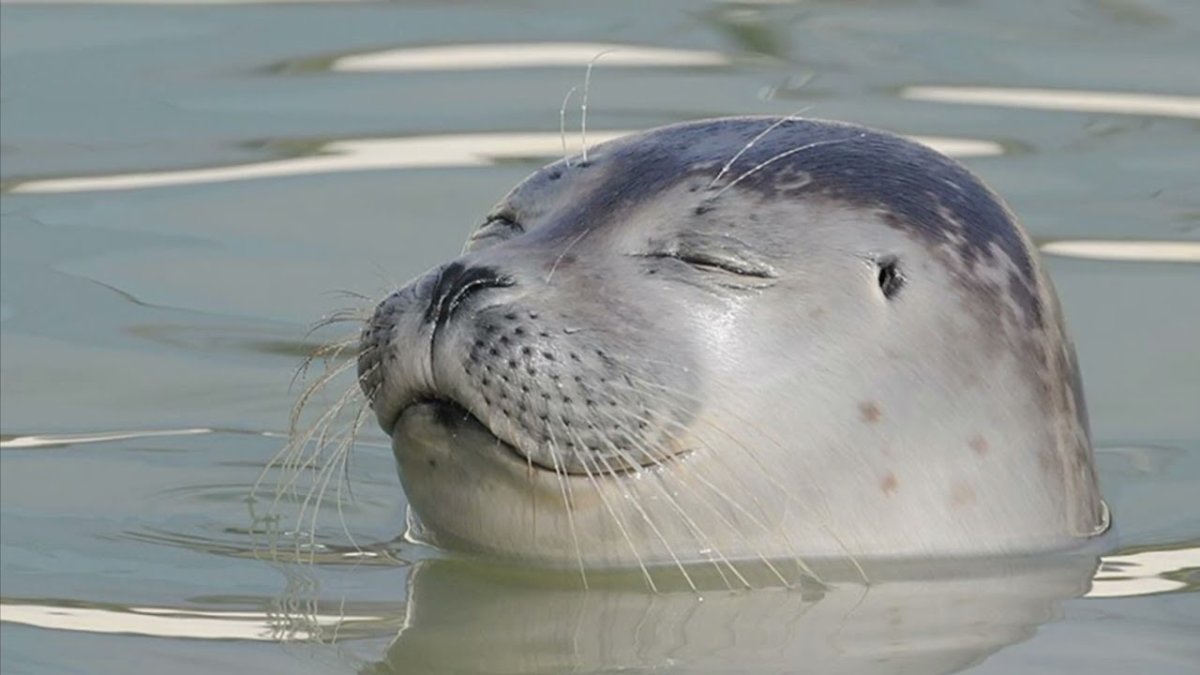 День тюлень