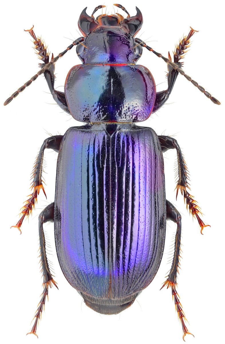 Геншин фиолетовые жуки Итто