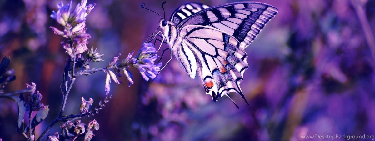Someday i will beautiful Butterfly