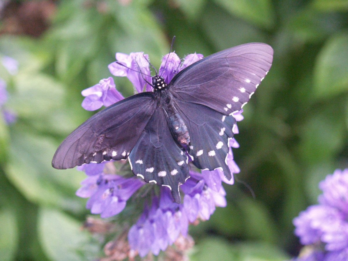 Цветок бабочки фиолетовый