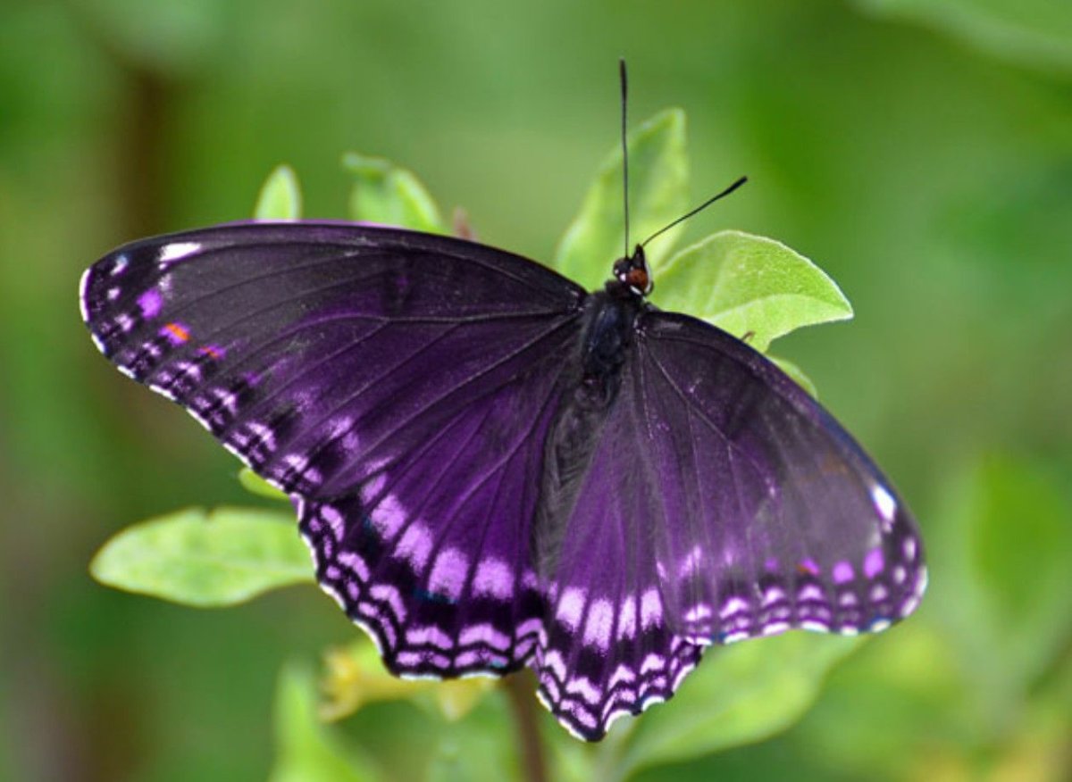 Бабочка фиолетовая