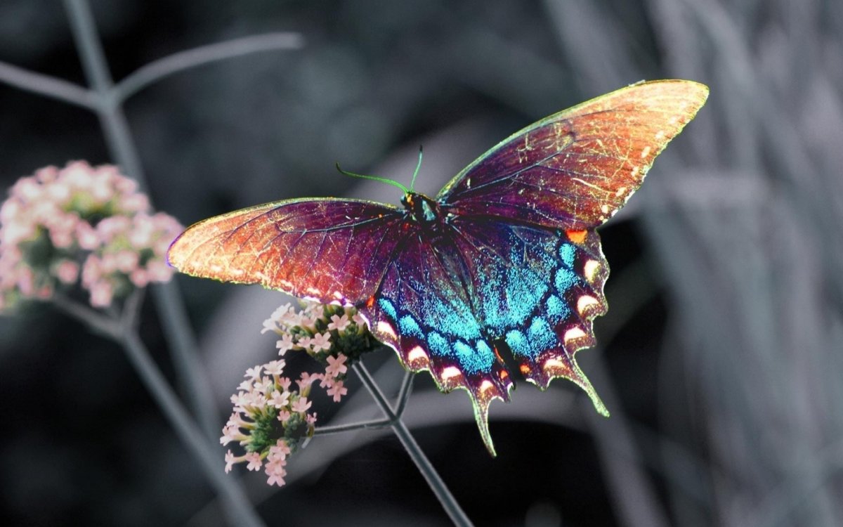 Радужная анисовая бабочка-парусник
