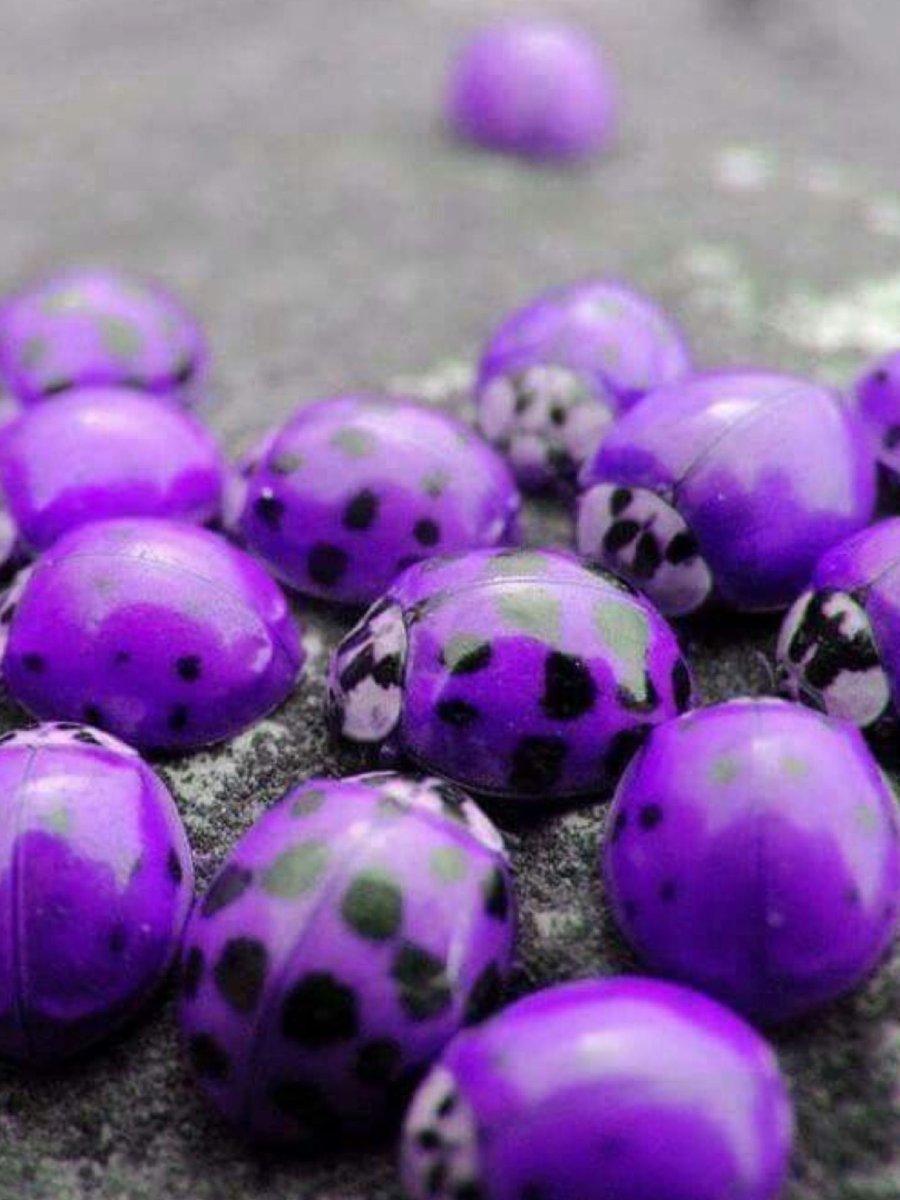 Розовая Божья коровка