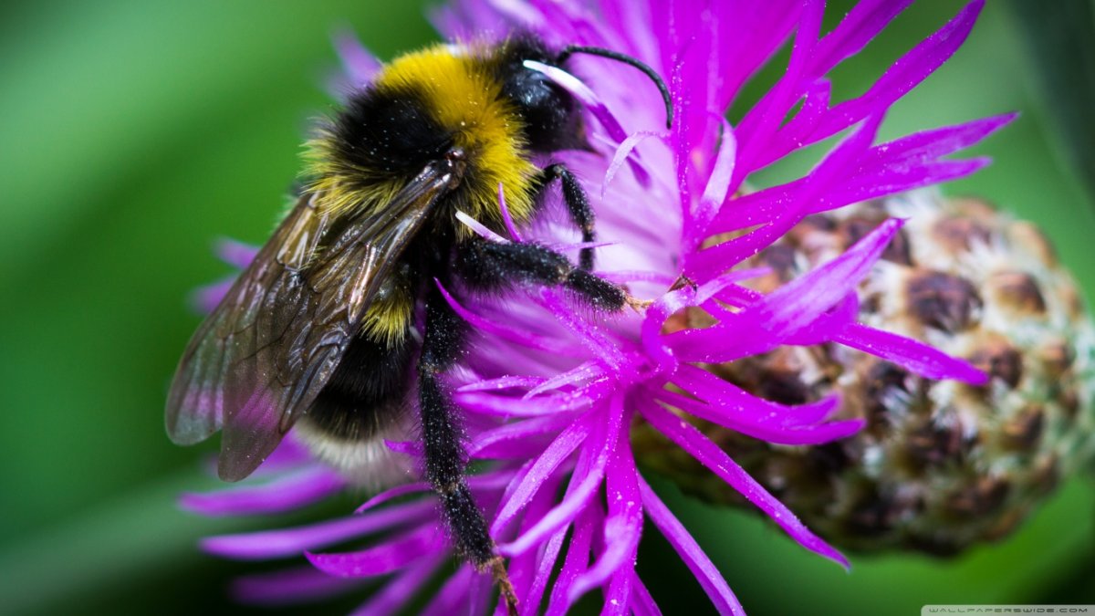 Цветы и насекомые