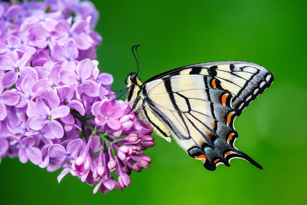 Фиолетово зеленая бабочка