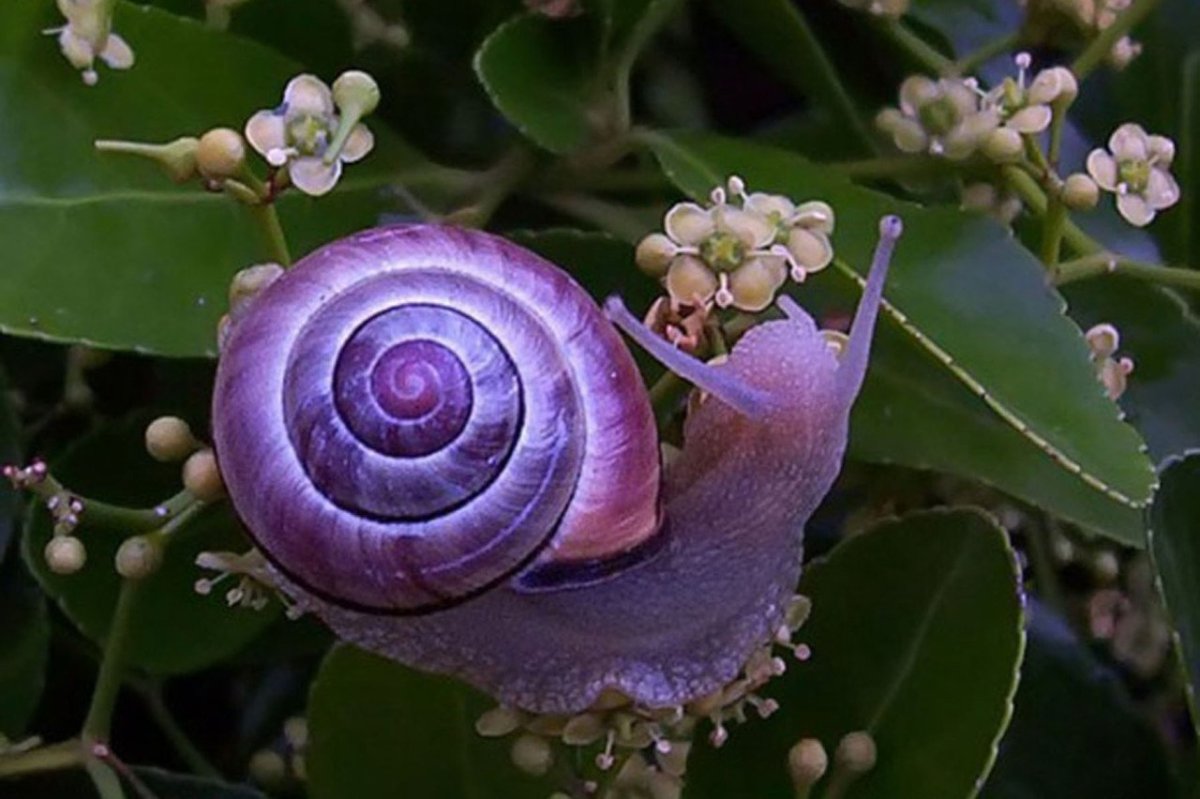 Мелания лиловая улитка