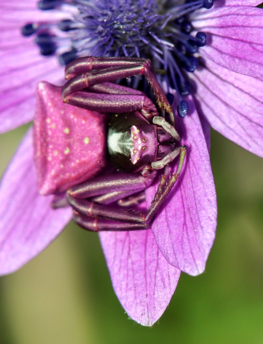 Паук-бокоход Thomisus onustus