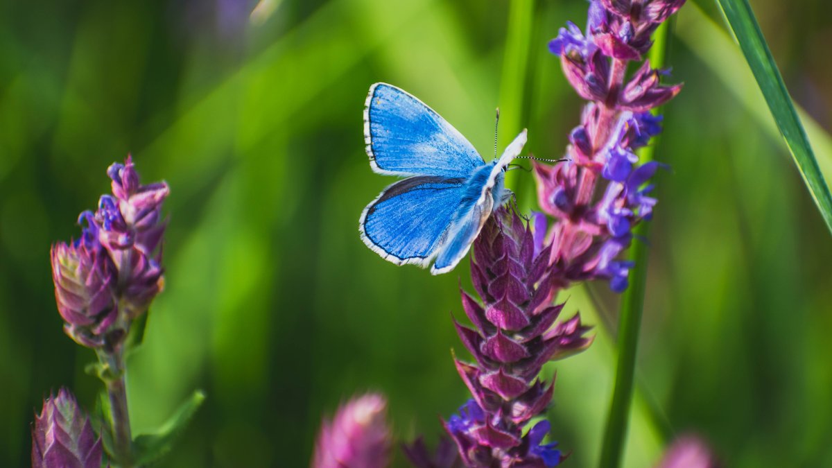 Бабочки сине фиолетовые