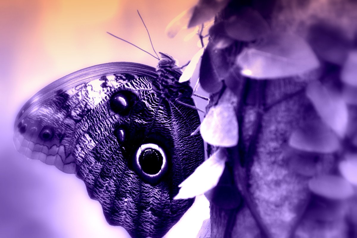 Фиолетовые животные в природе