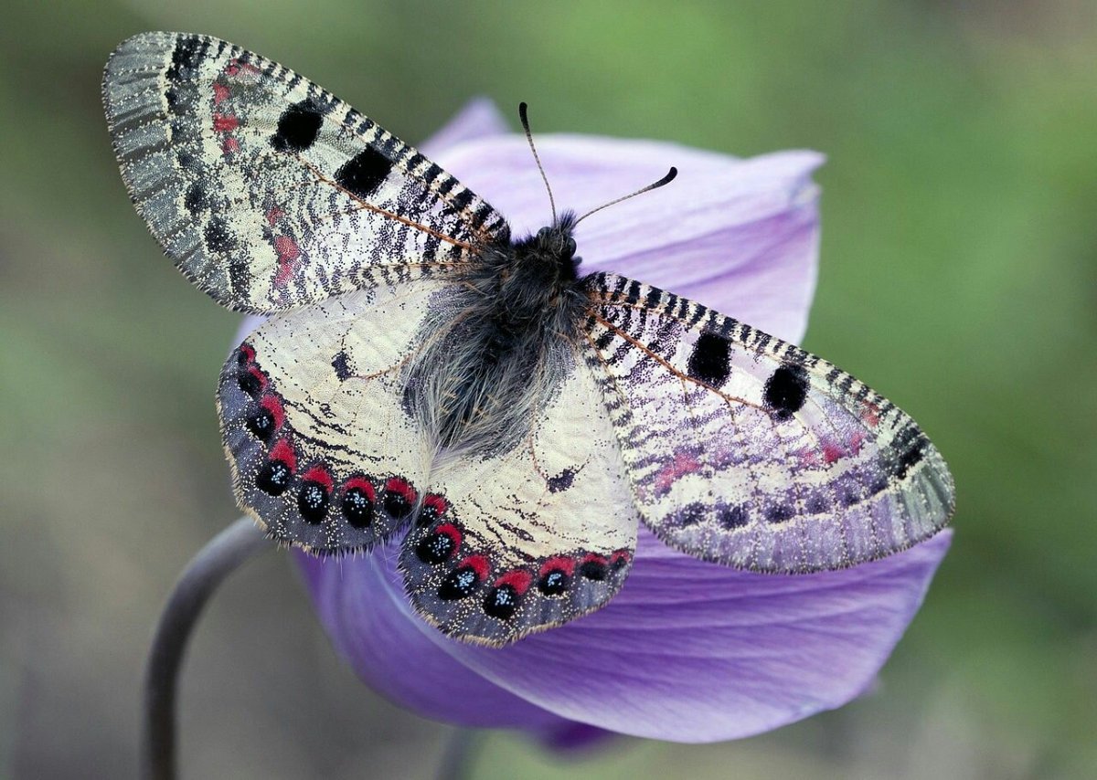 Бабочка Архон