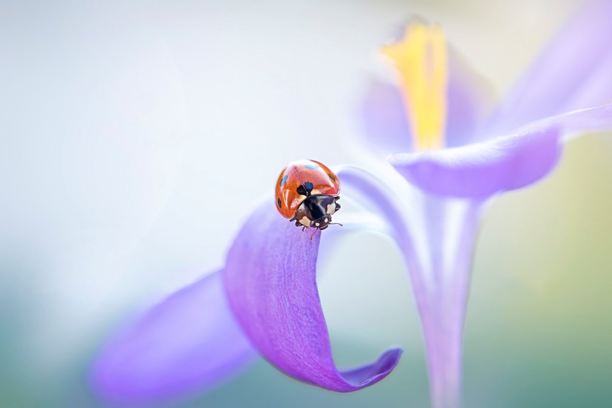 Цветы в росе макро