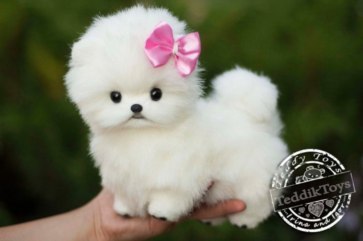 Мальтийская болонка Teacup