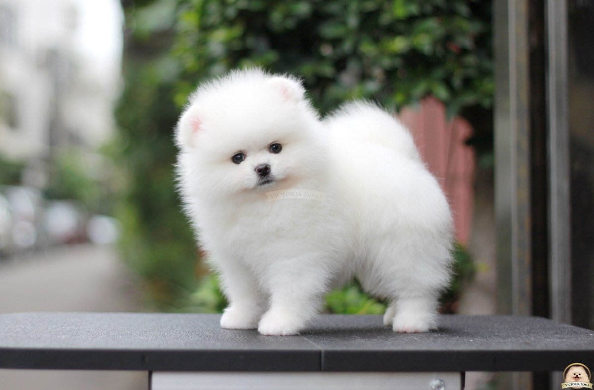Померанский шпиц белый корейский карликовый