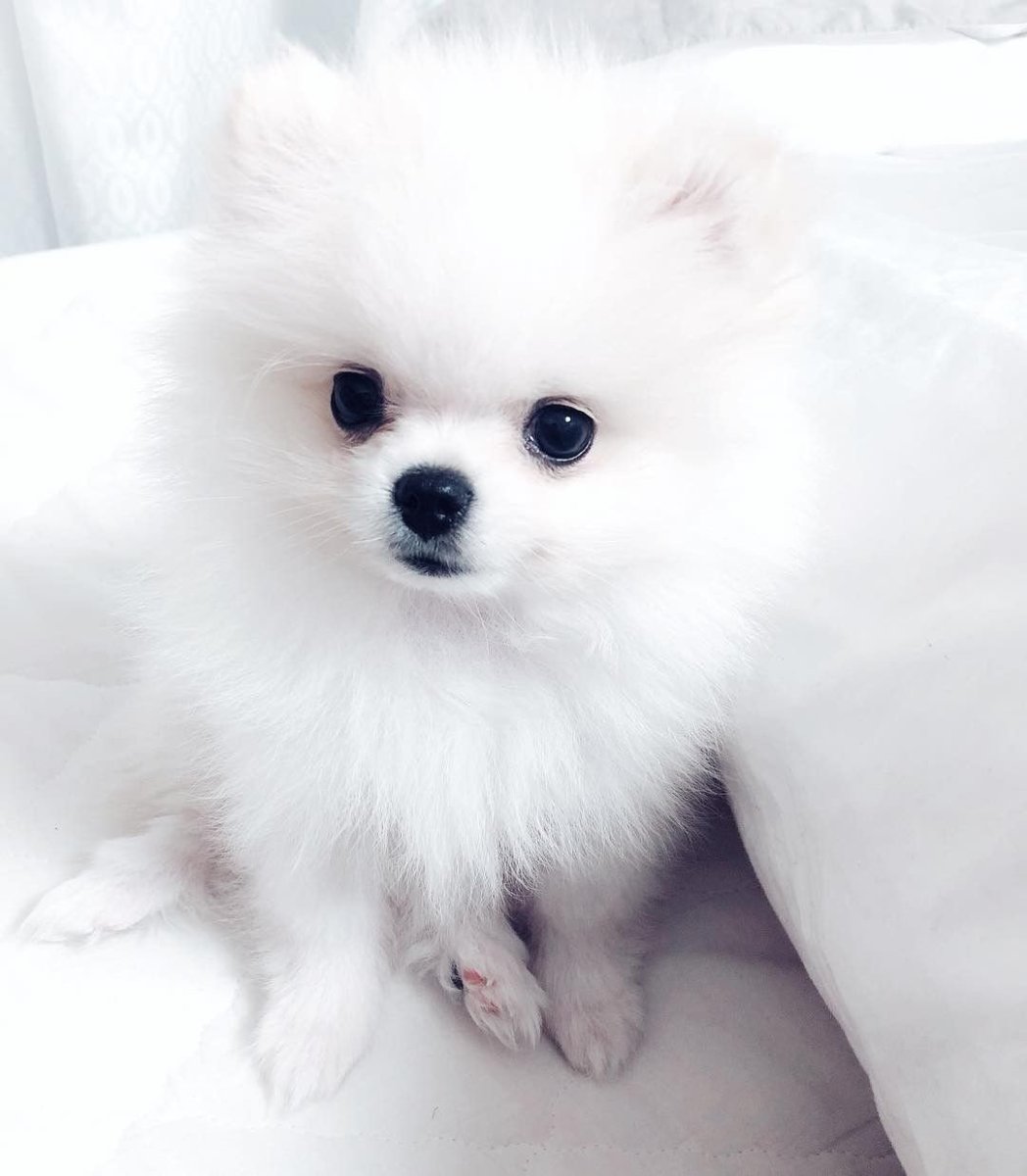 Померанский шпиц белый корейский