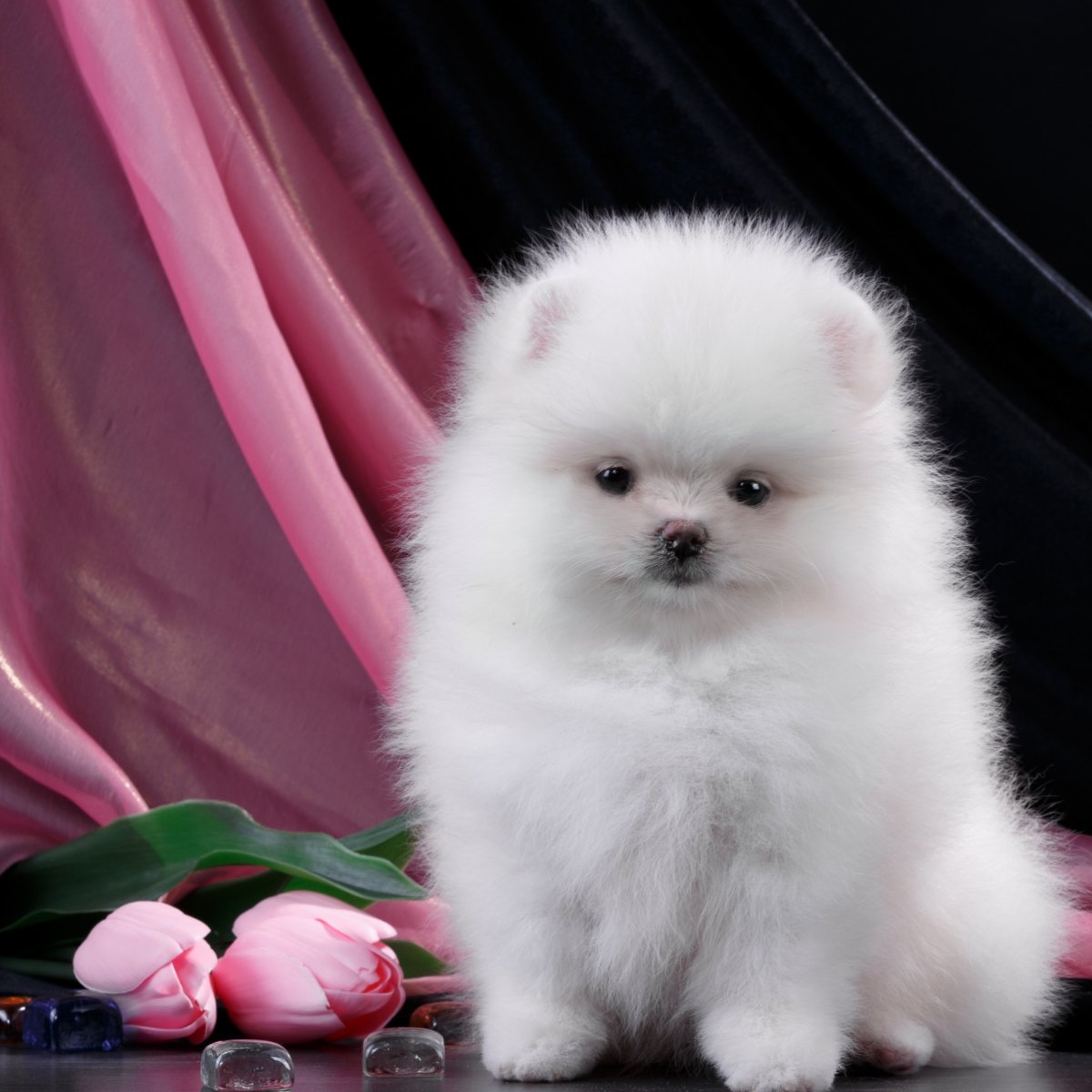 Померанский шпиц Беленький