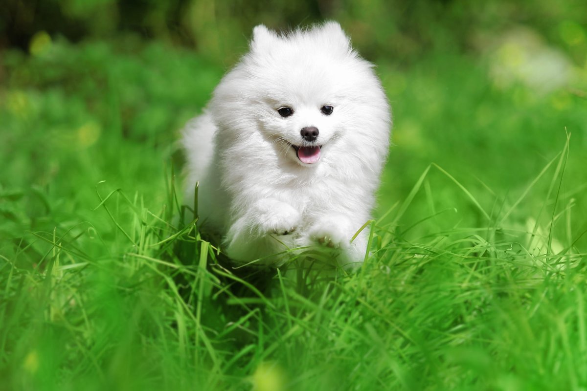 Шпиц белый щенок маленький