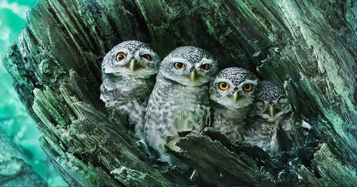 Четыре Совы