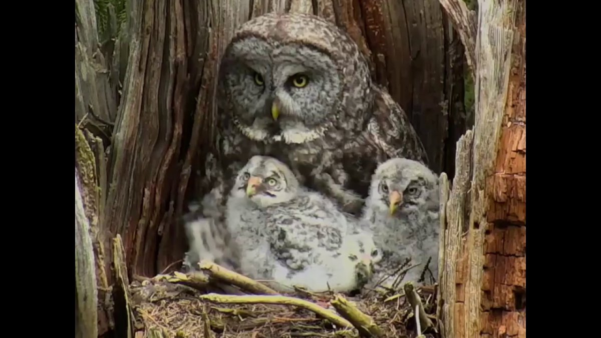 Сова с птенцами