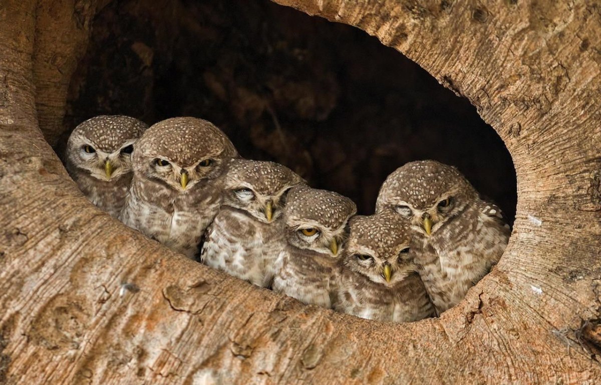 Сова с птенцами