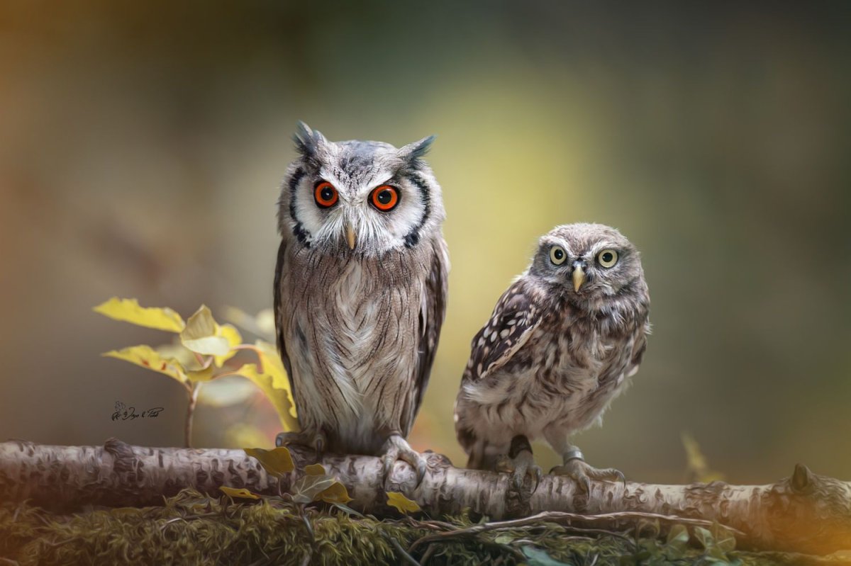 Филин Сова Сыч разница