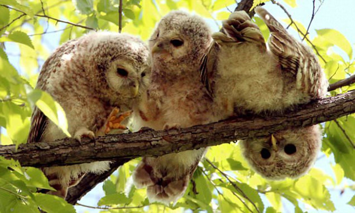 Три Совы на ветке