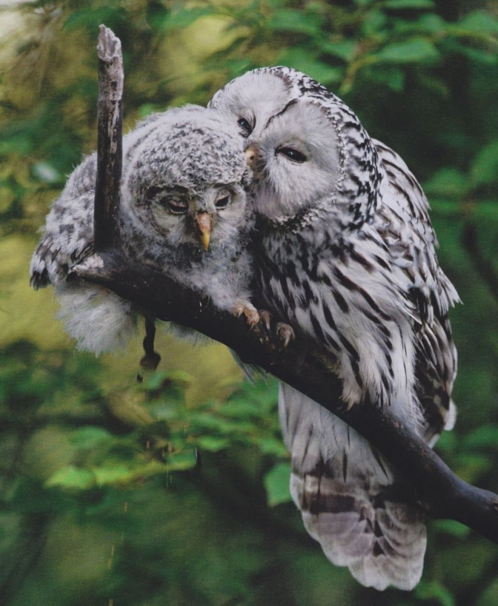 Птенец неясыти