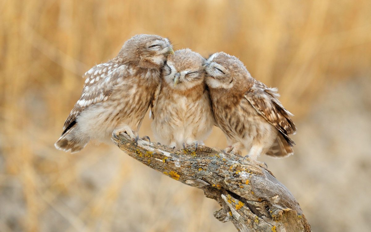 Две Совы любовь