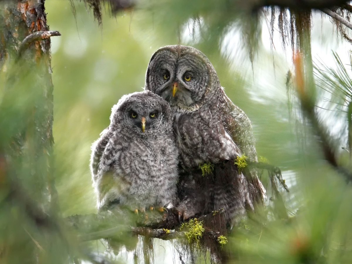 Семейство Совы неясыть