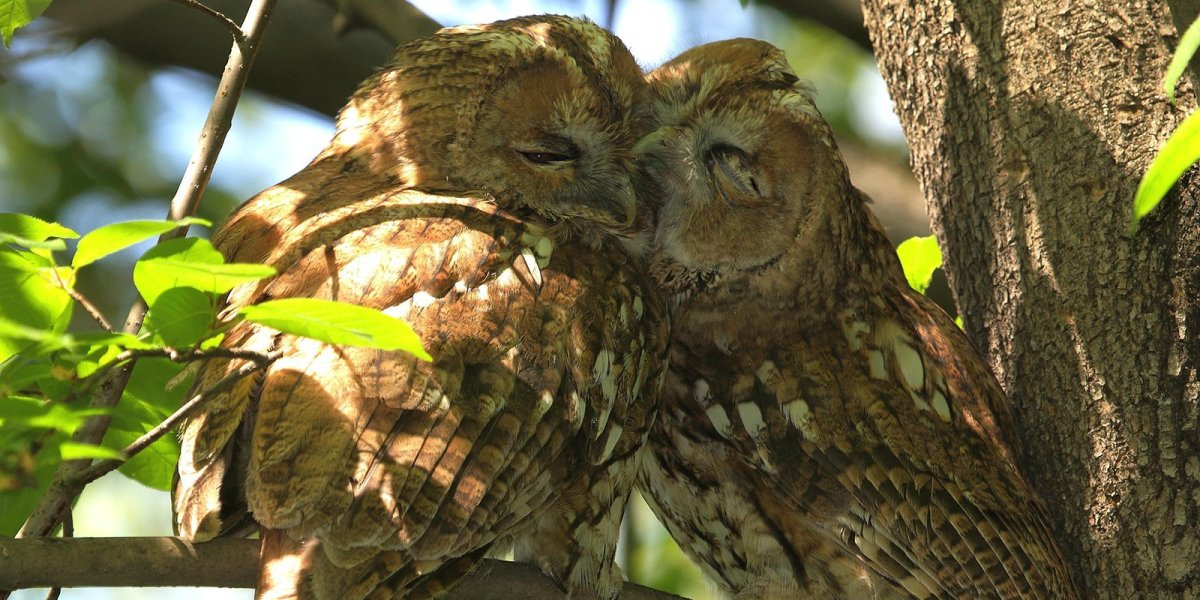 Совы в паре