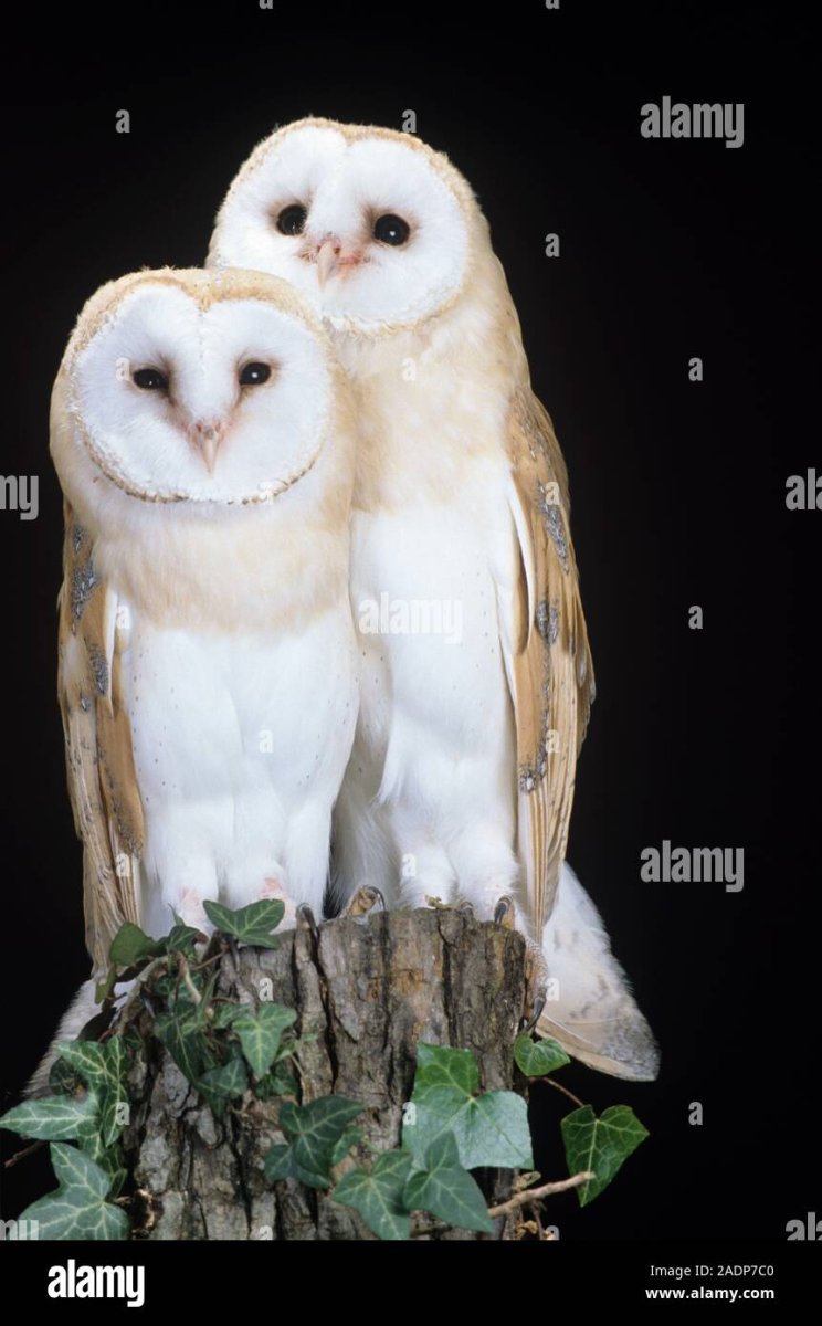 Сипуха белая Полярная Сова